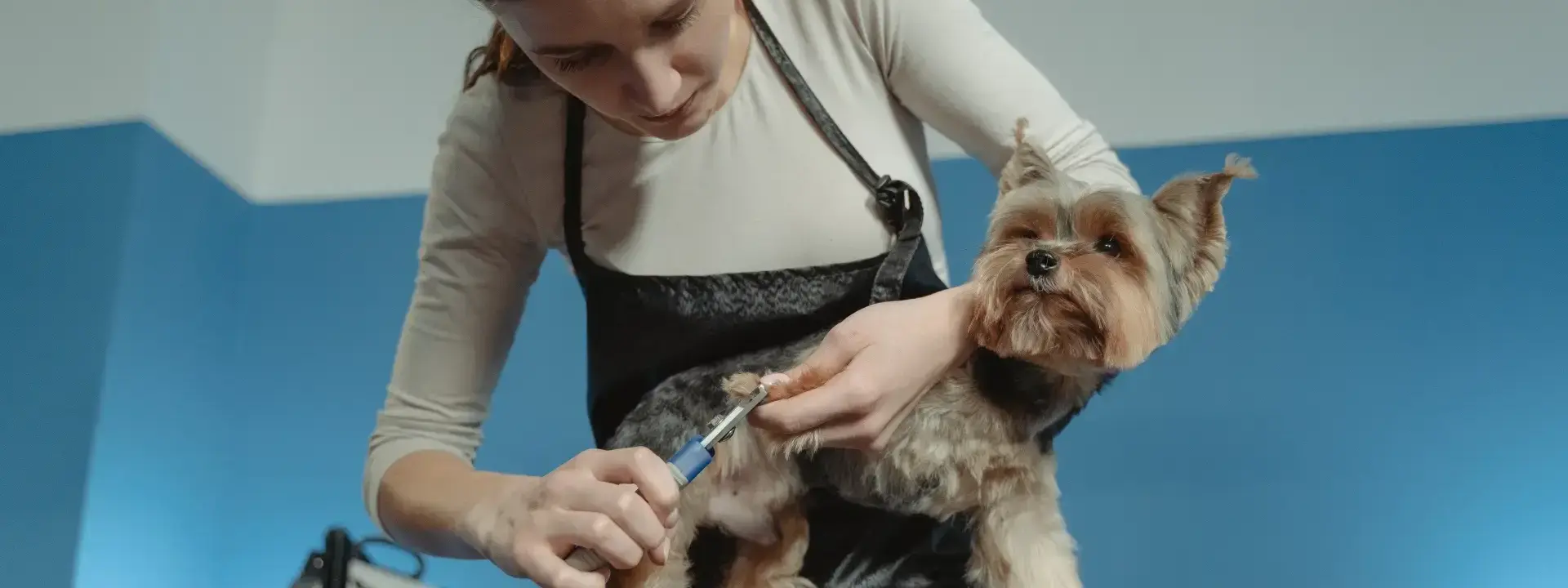 Pet Groomer Staff in Luxembourg