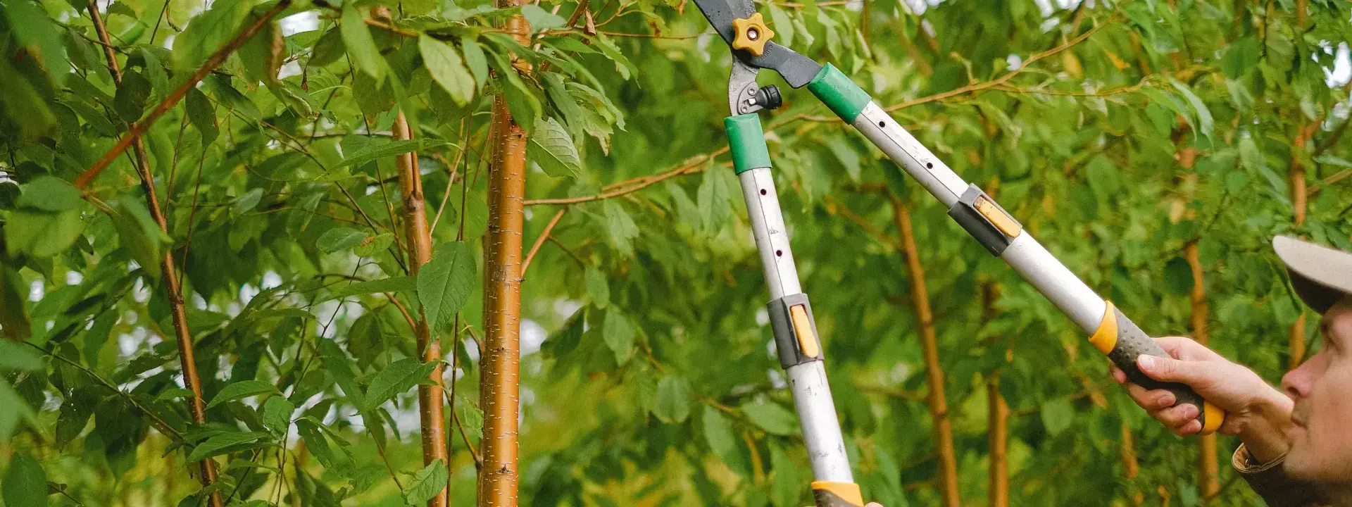 Tree Pruner Staff in Luxembourg