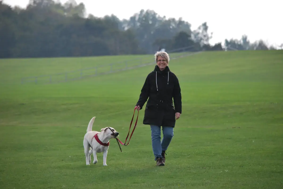 What is an expert Dog Walking?