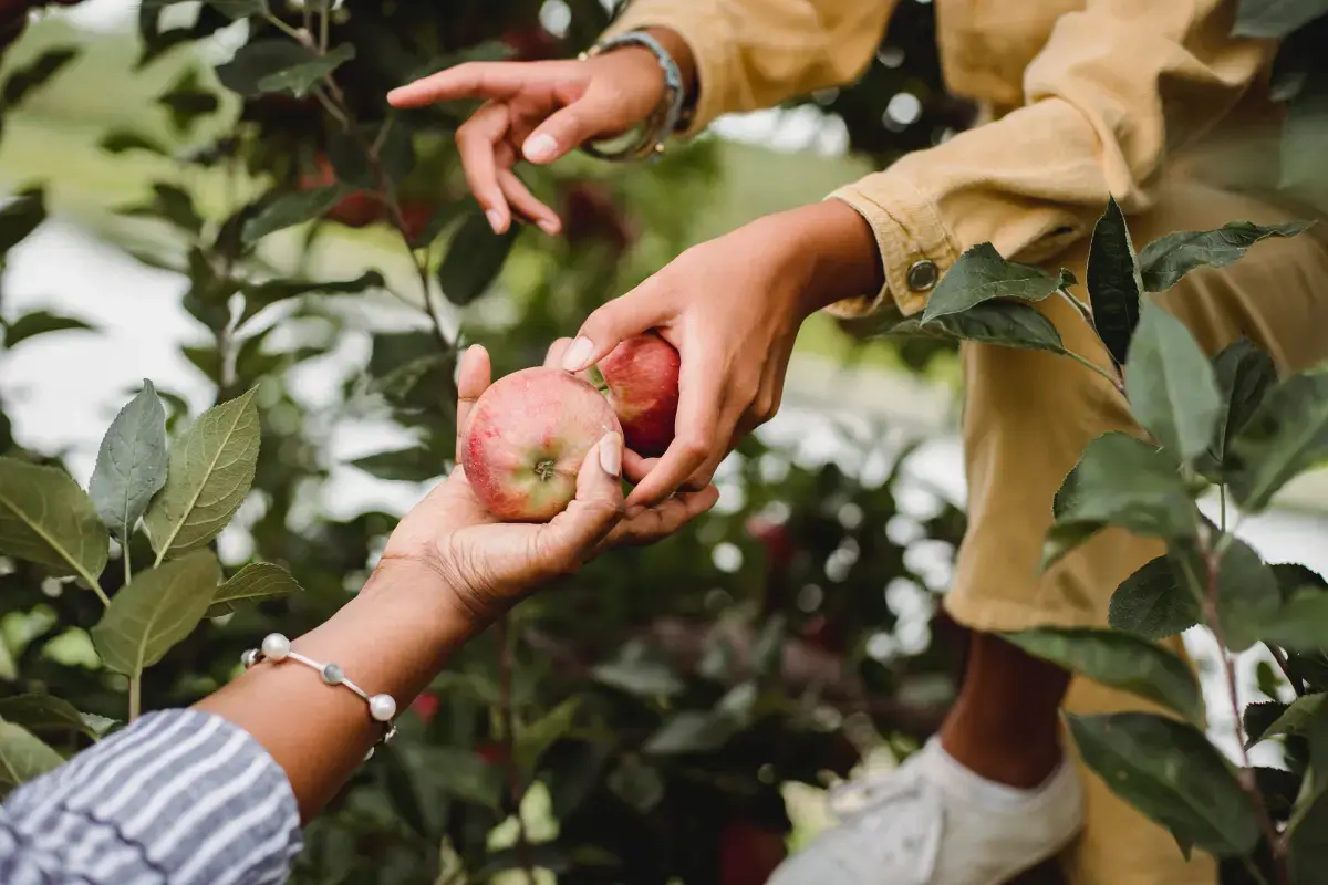 What is a Fruit Picker?