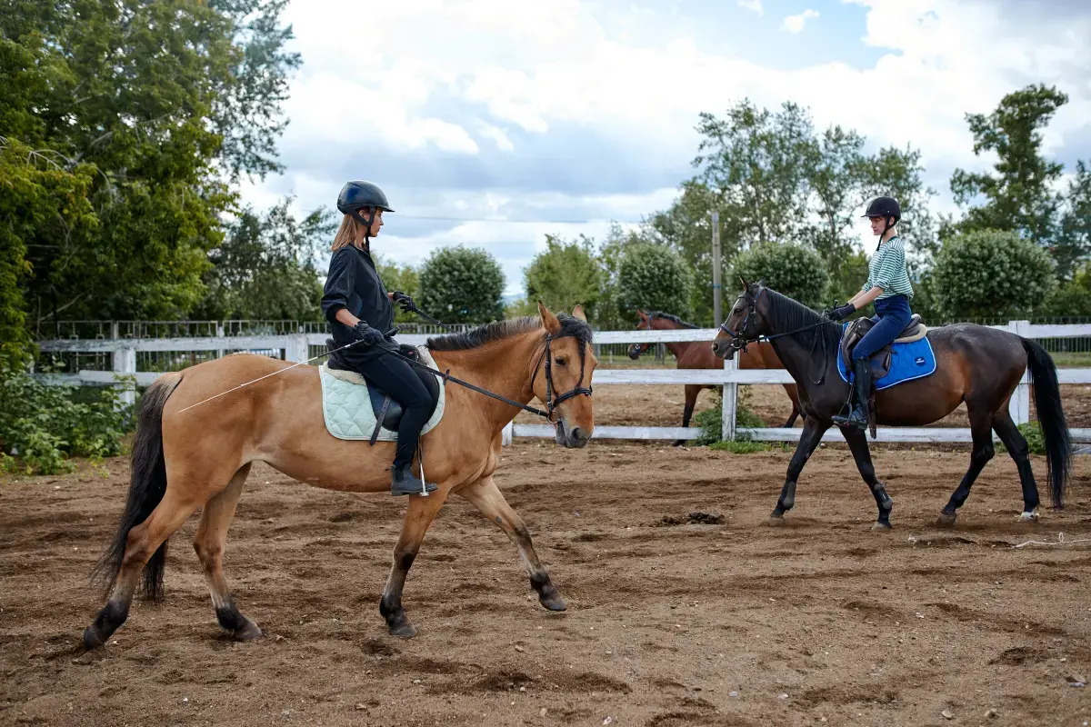 Horse Trainer in Denmark
