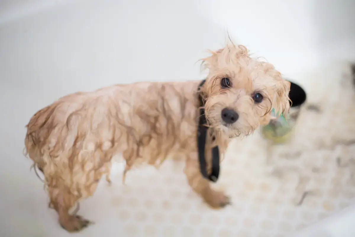 Pet Grooming Services in Luxembourg
