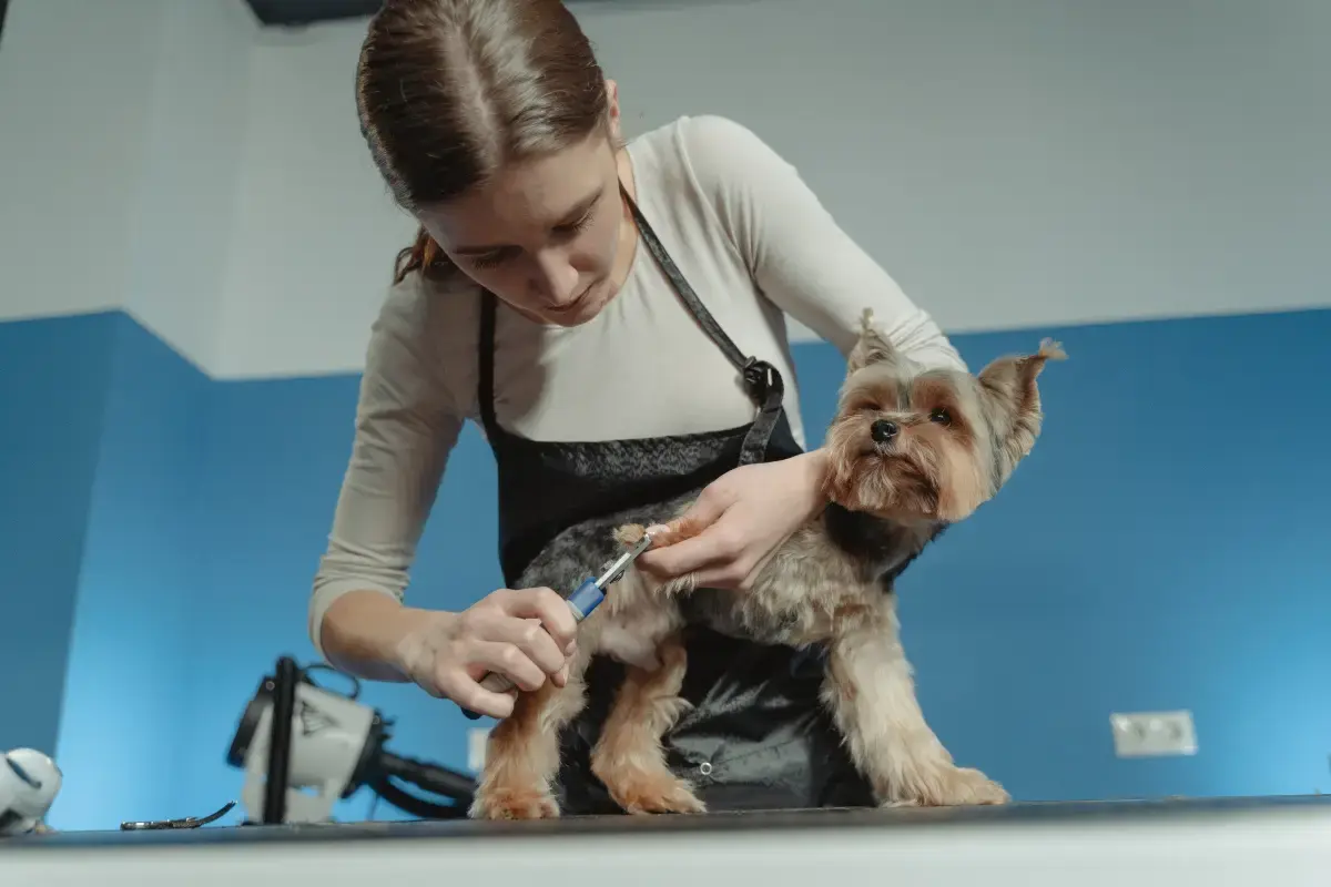 What is a Pet Groomer?