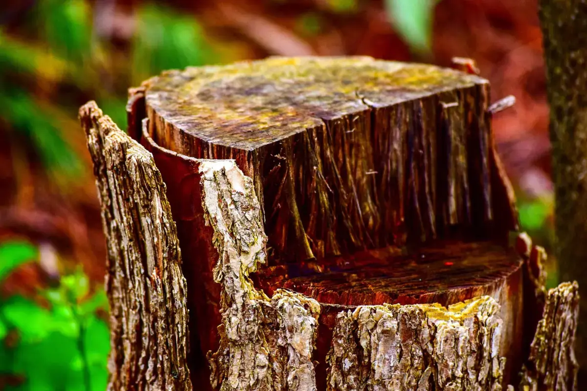 What is a Stump Removal?