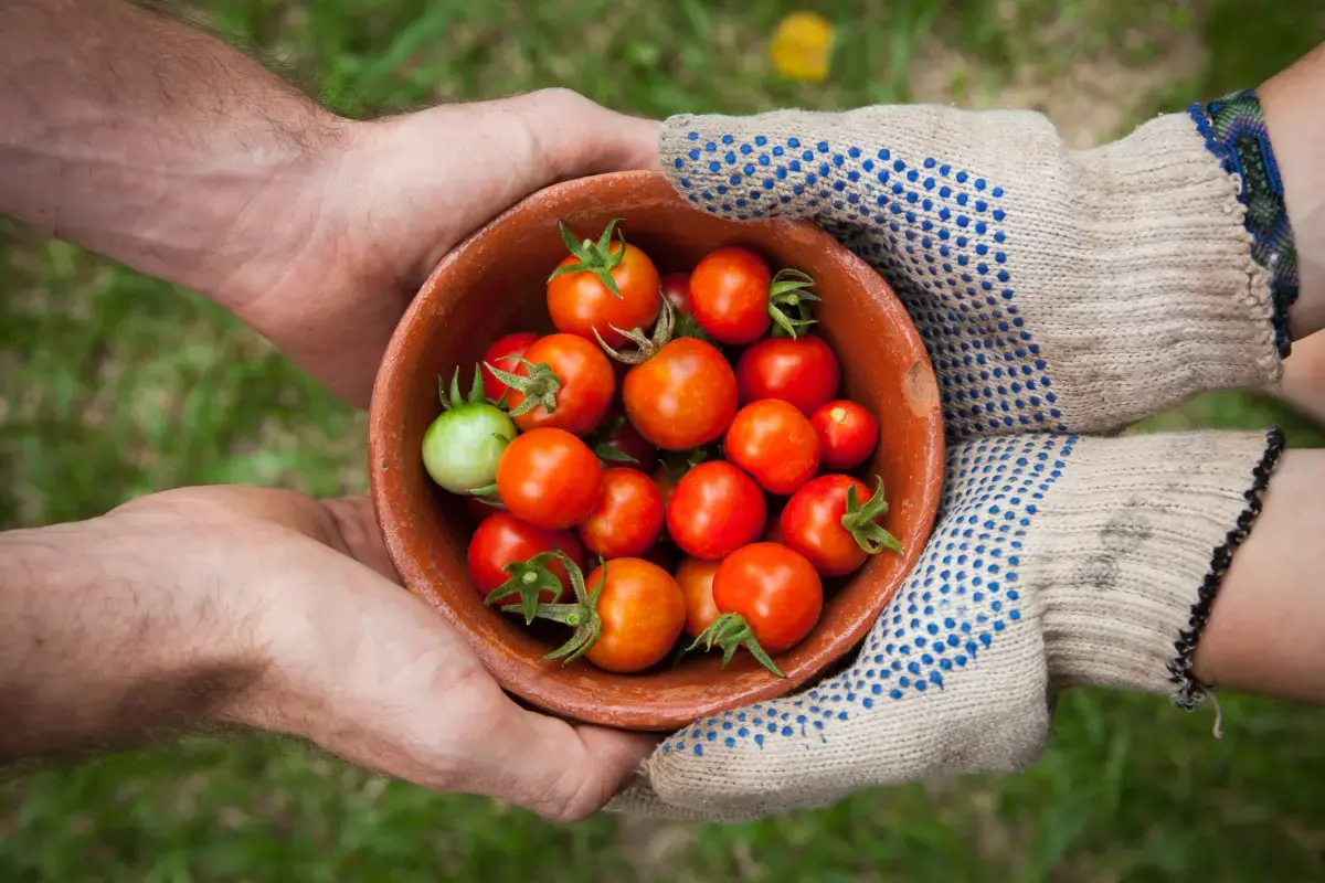 Nourishing Hope: The Increasing Demand for Food Banks and the Unsung Heroes of Volunteerism Image1